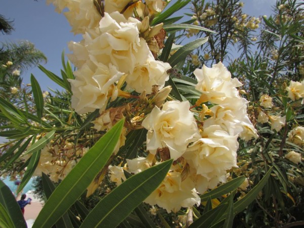 Олеандр (Nerium оleander) цветы кипра
