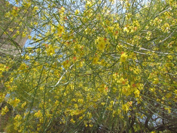 Паловерде мексиканская, Паркинсония колючая (Parkinsonia aculeata = Cercidium aculeata) цветы кипра