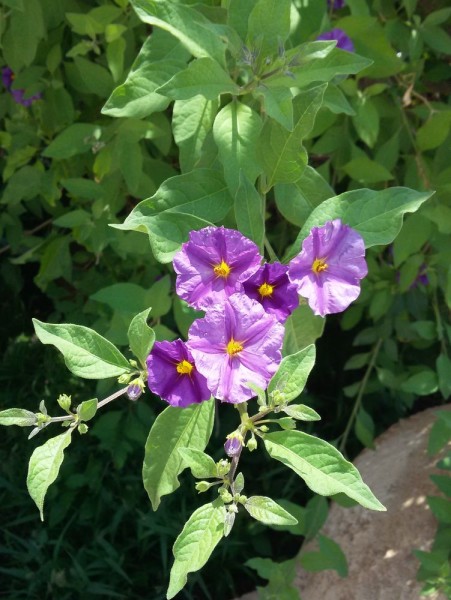 Паслён горечавковидный (Solanum rantonnetii) цветы кипра