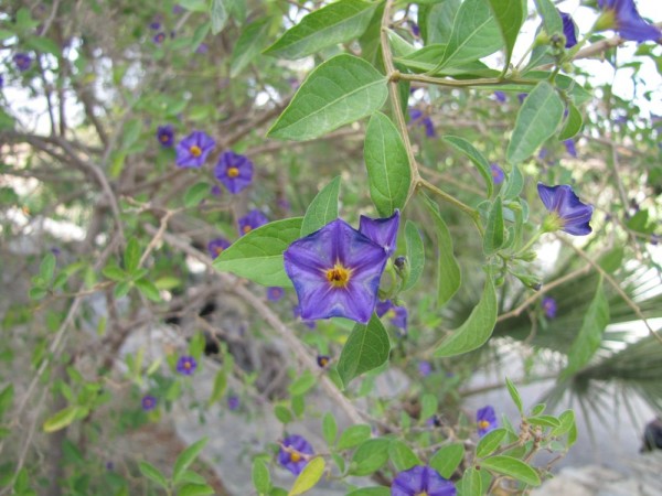Паслён горечавковидный (Solanum rantonnetii) цветы крита