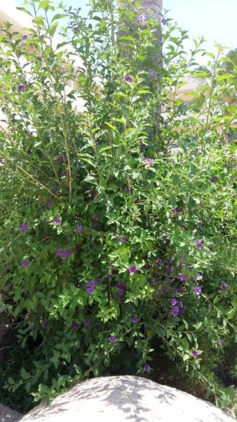 Паслён горечавковидный (Solanum rantonnetii) цветы кипра