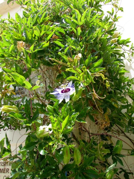 Страстоцвет, пассифлора (Passíflōra) цветы кипра