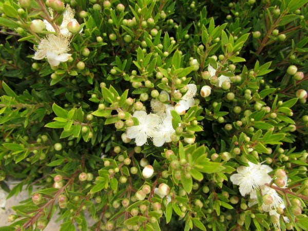 цветы кипра Мирт обыкновенный (Myrtus communis)