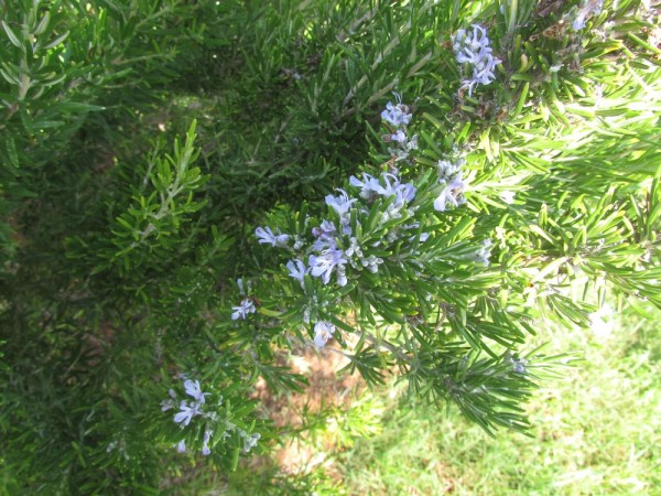 Розмарин (Rosmarinus officinalis) цеты кипра