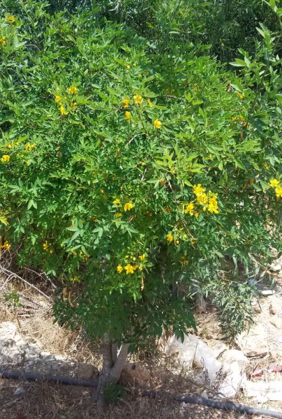 Сенна западная (Senna occidentalis) цветы кипра
