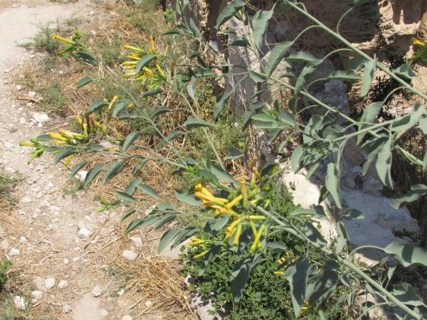 Табак сизый (Nicotiana glauca) цветы кипра