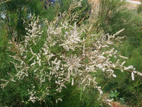 Тамариск (Tamarix smyrnensis) цветы кипра