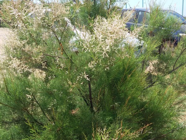 Тамариск (Tamarix smyrnensis) цветы кипра