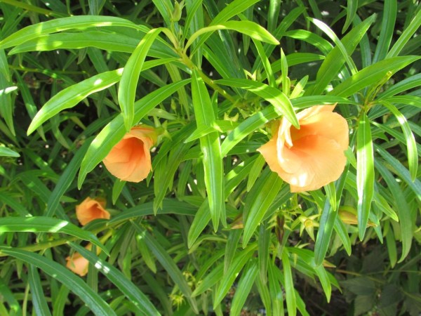 Тевеция, Жёлтый олеандр (Thevetia nereifolia цветы кипра