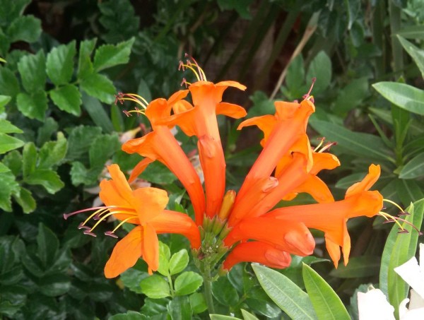Текомария капская (Tecomaria capensis) цветы кипра