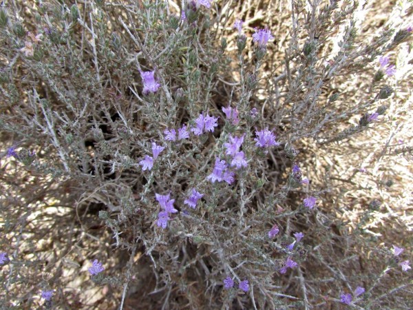 Тимьян, фимбра головчатая (Thymus capitatus, Coridothymus capitatus) цветы кипра