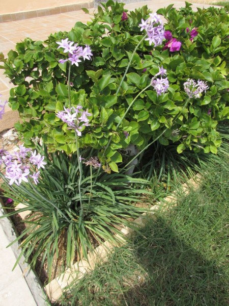 Тульбагия фиолетовая (Tulbaghia violacea, Alliaceae) цветы кипра
