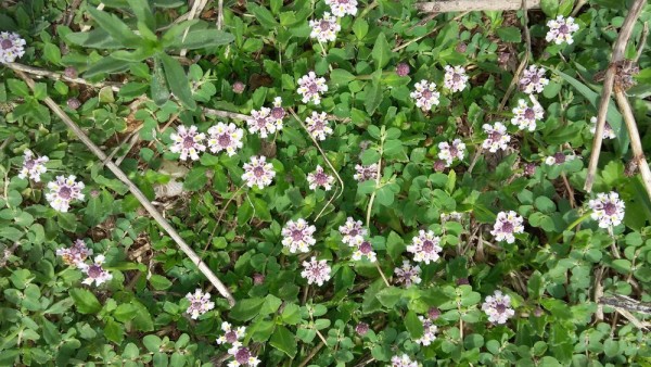 Фила узлоцветковая (Phyla nodiflora) цветы кипра