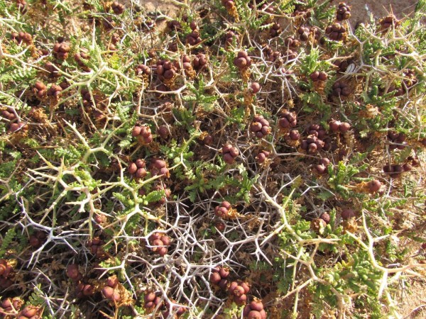 Саркопотериум колючий, черноголовник колючий (Sarcopoterium spinosum) цветы кипра