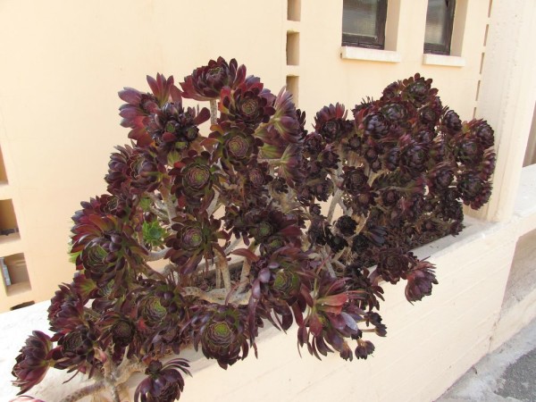Эониум древесный (Aeonium arboreum) цветы кипра