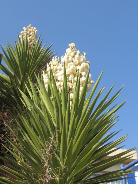 Юкка (Yucca) цветы кипра