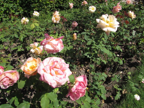 Парк роз Баден-Баден Гённеранлаге