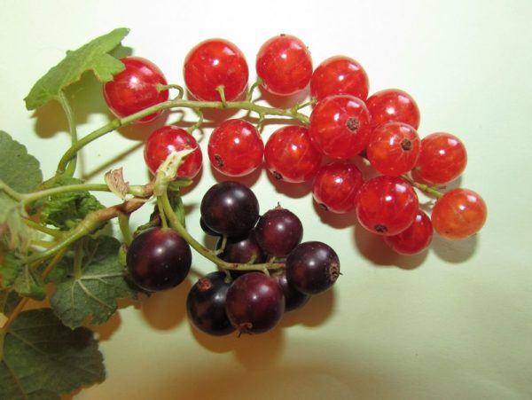 смородина загадки про ягоды