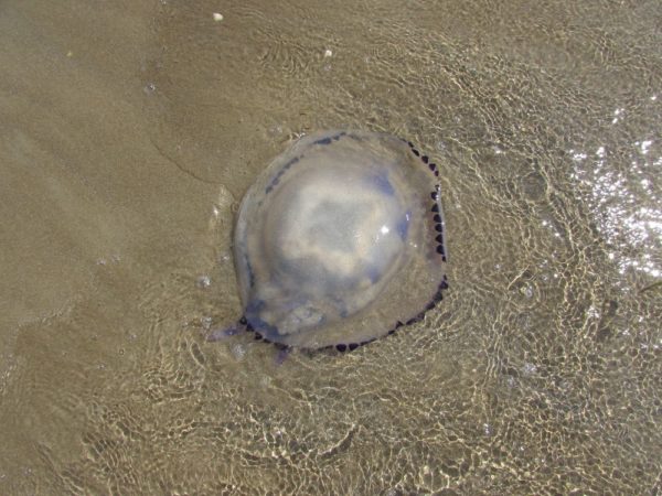 Пляж Лидо ди Езоло медуза