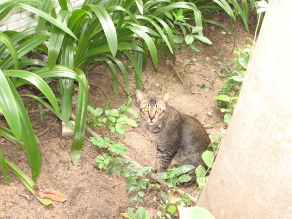 Сиамские кошки - кошки в Таиланде