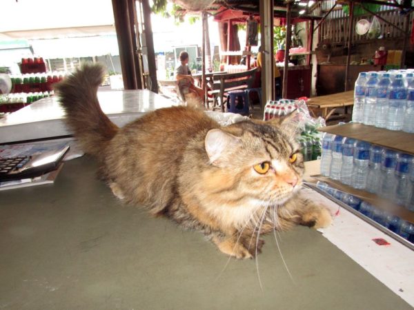 Сиамские кошки - кошки в Таиланде