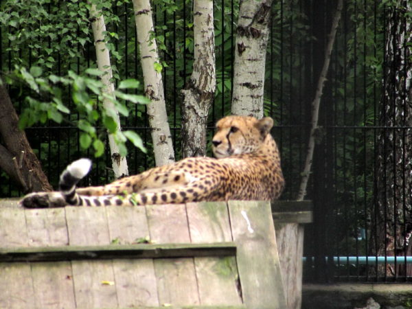 Новосибирский зоопарк, прогулка Гепард