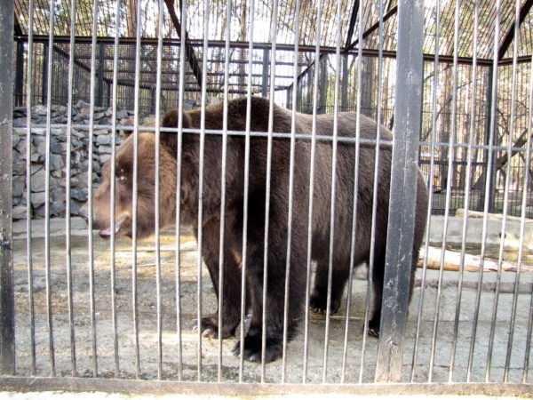 Новосибирский зоопарк, прогулка