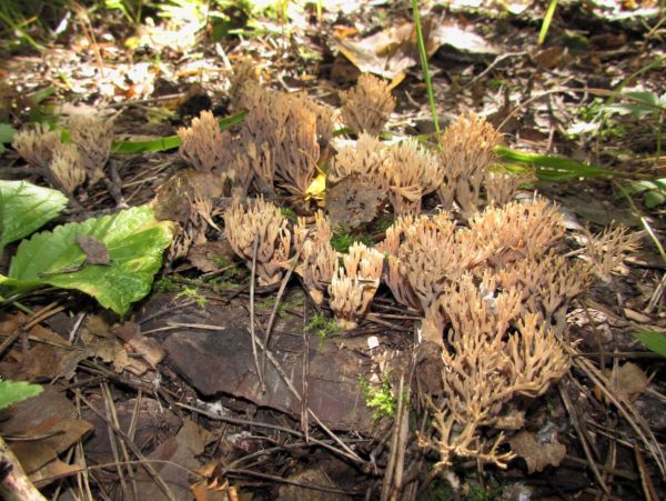 Необычные грибы удивительные грибы