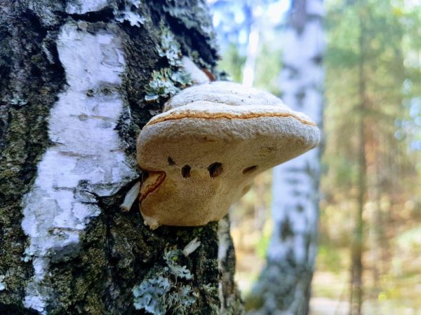 Необычные грибы: удивительная форма трутовик