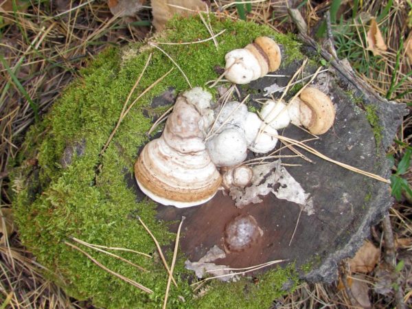 Необычные грибы удивительные грибы