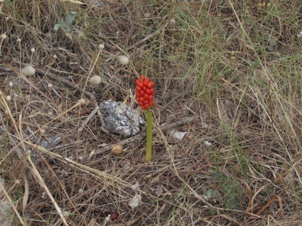 Цветы Хорватии Аронник (Arum)