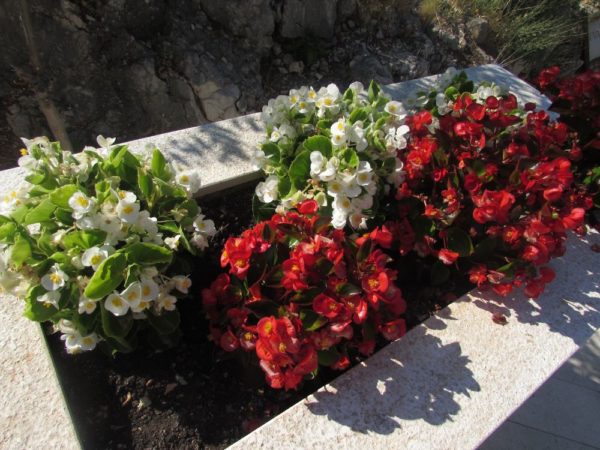 Цветы Хорватии Бегония вечноцветущая (В. semperflorens)
