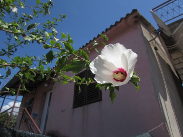 Цветы Хорватии Гибискус, китайская роза (Hibiscus rosa-sinensis)