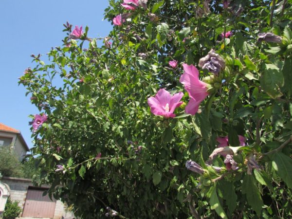 Цветы Хорватии Гибискус, китайская роза (Hibiscus rosa-sinensis)