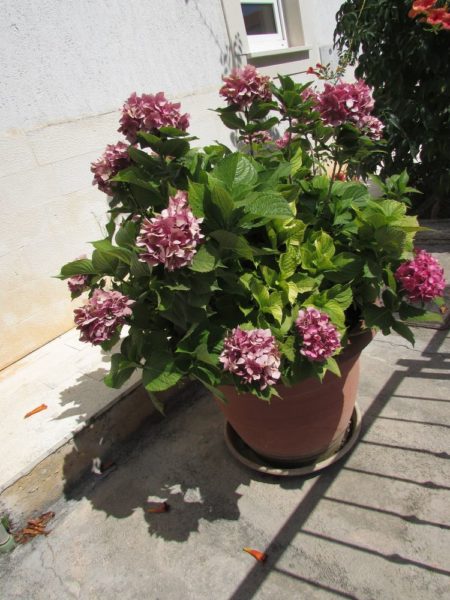 Цветы Хорватии Гортензия крупнолистная (Hydrangea macrophylla)