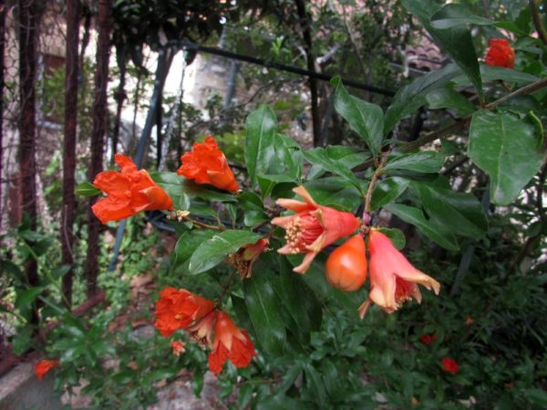 Цветы Хорватии Гранат (Punica)
