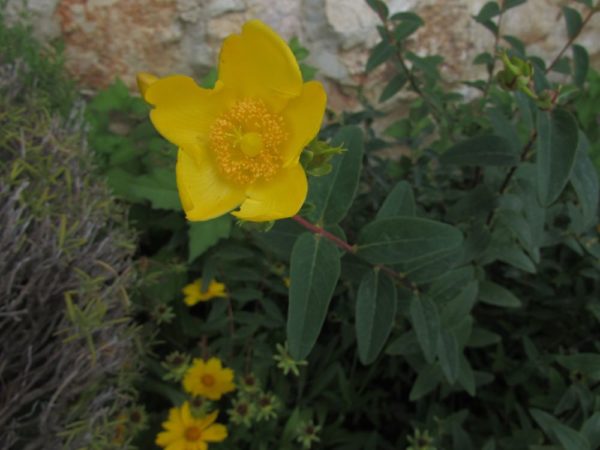 Цветы Хорватии Зверобой раскидистый (Hypericum patulum Thunb.)