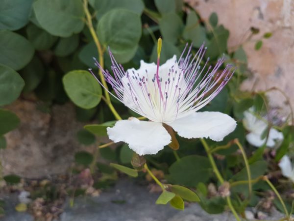 Цветы Хорватии Каперс колючий (Capparis spinos)