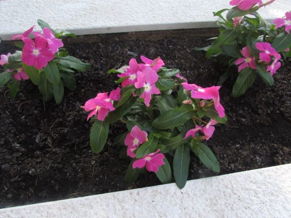 Цветы Хорватии Катарантус, или Барвинок розовый