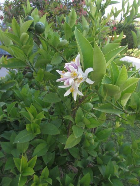 Цветы Хорватии Лайм (Citrus aurantiifolia)