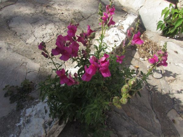 Цветы Хорватии Львинный зев большой (Antirrhinum majus)