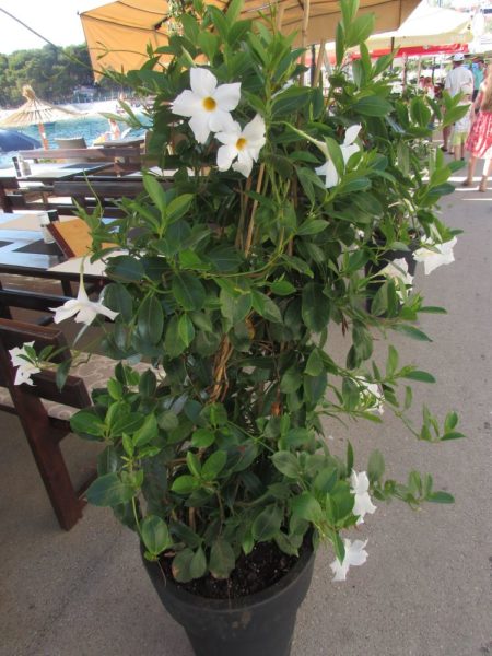 Цветы Хорватии Мандевилла (Mandevilla), или Дипладения