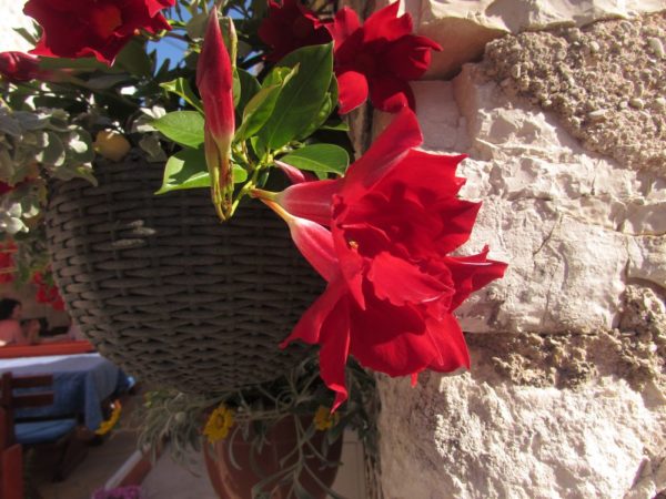 Цветы Хорватии Мандевилла (Mandevilla), или Дипладения