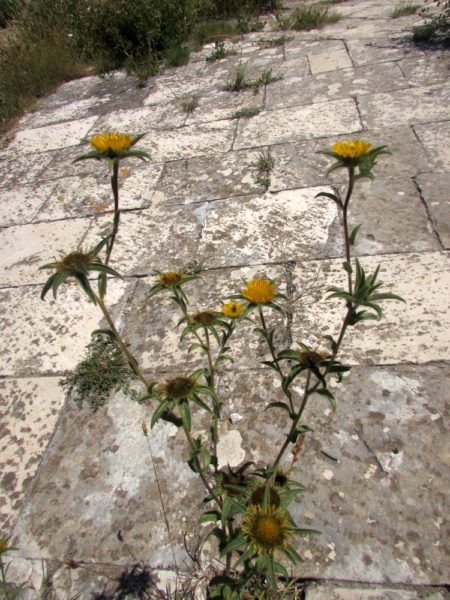 Цветы Хорватии Палленис колючий (Pallenis spinosa)