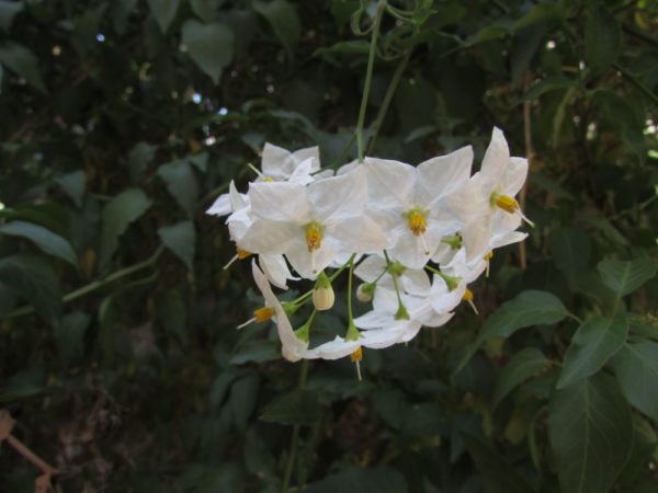 Цветы Хорватии Паслён горечавковидный (Solanum rantonnetii)