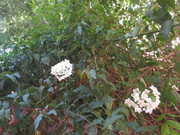 Цветы Хорватии Паслён горечавковидный (Solanum rantonnetii)