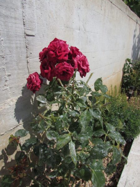 Цветы Хорватии розы