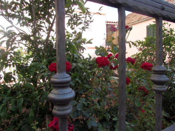 Цветы Хорватии розы