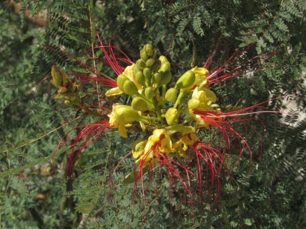Цветы Хорватии Цезальпиния Прекрасная, Caesalpinia pulcherrima