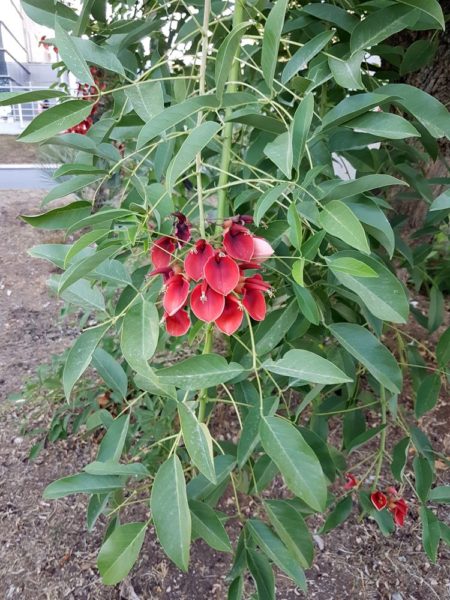 Цветы Хорватии Эритрина (Erytrina)